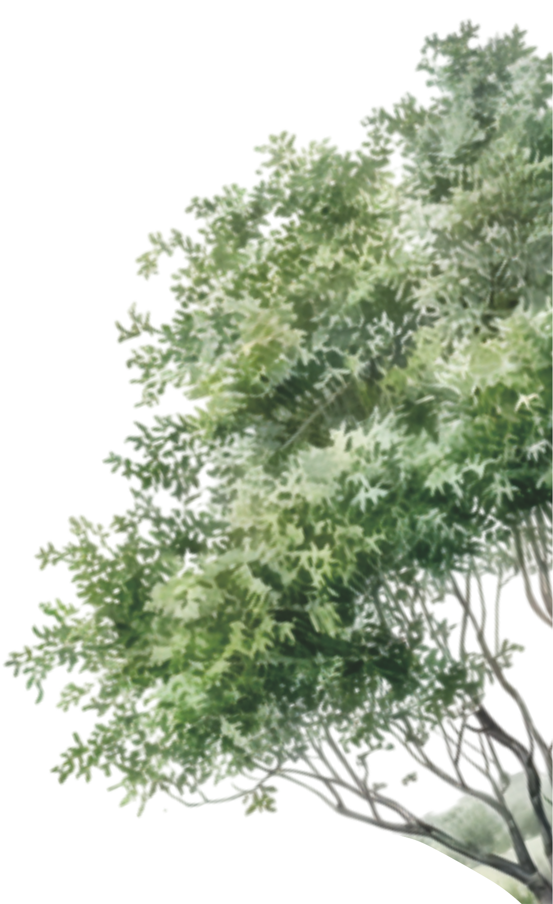 Tree Right