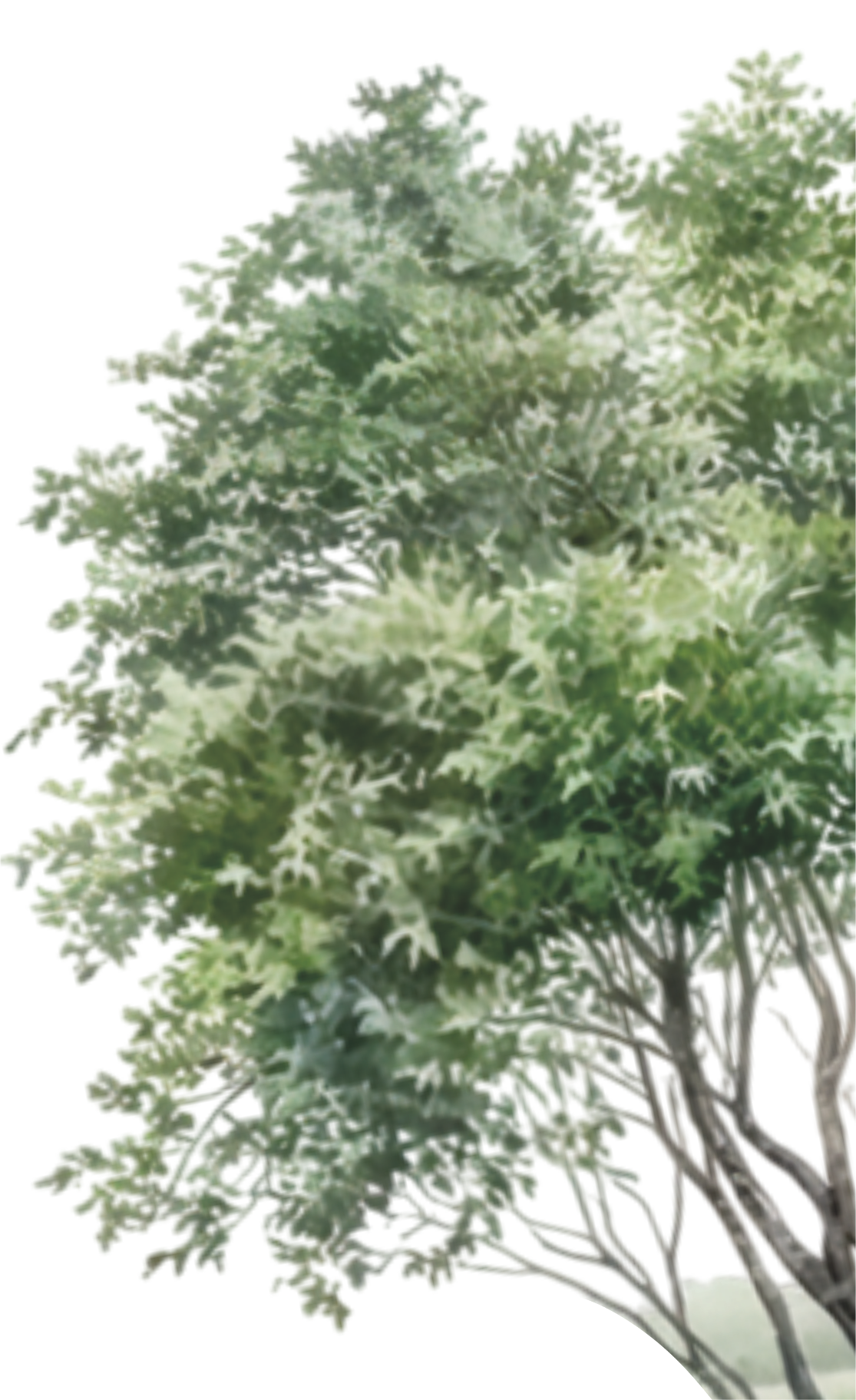 Tree 2